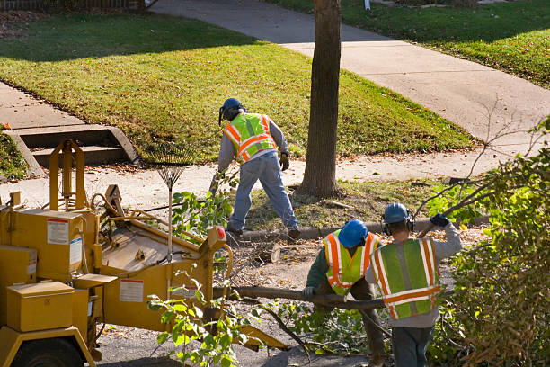 Why Choose Our Tree Removal Services in Laurel, DE?